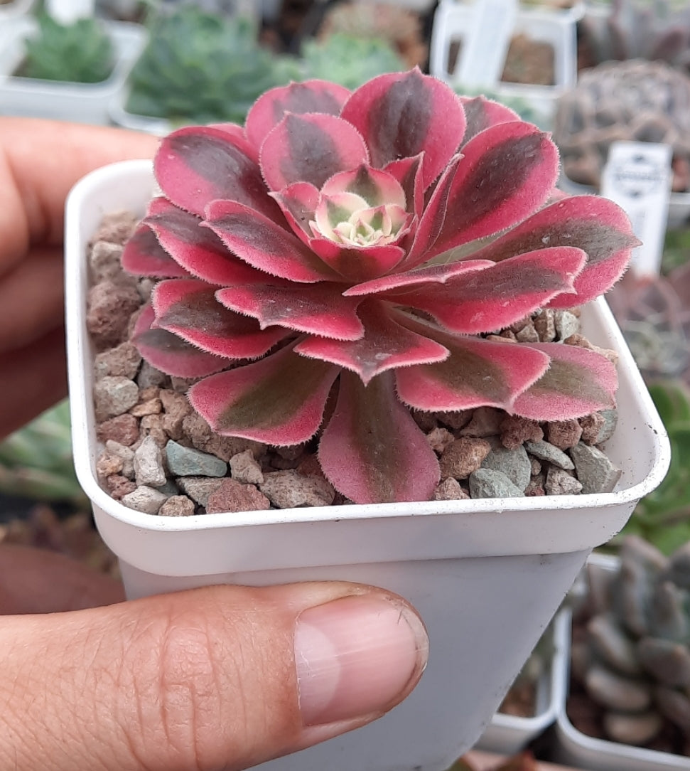 Aeonium Pink Witch 粉女巫法師(Claire Shop Australia Succulents