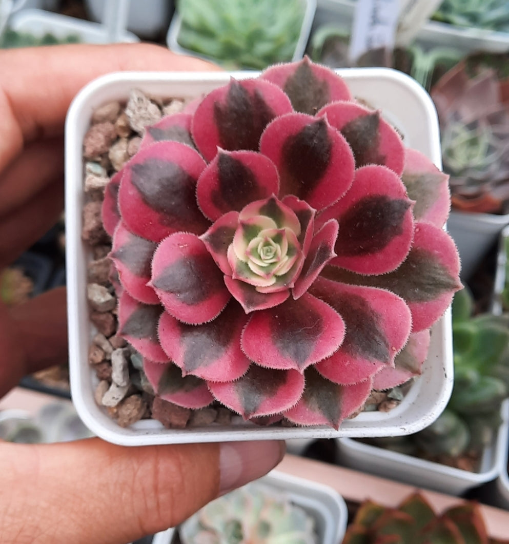 Aeonium Pink Witch 粉女巫法師(Claire Shop Australia Succulents