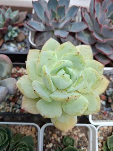 Echeveria lemon lime レモン＆ライム 檸檬玫瑰 (Claire