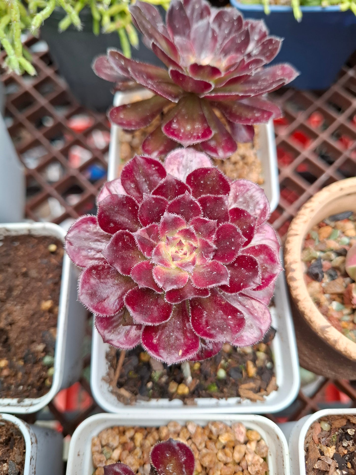 Aeonium 'Mardi Grasマルディグラ 紅覆輪法師 Claire Shop Australia Succulents