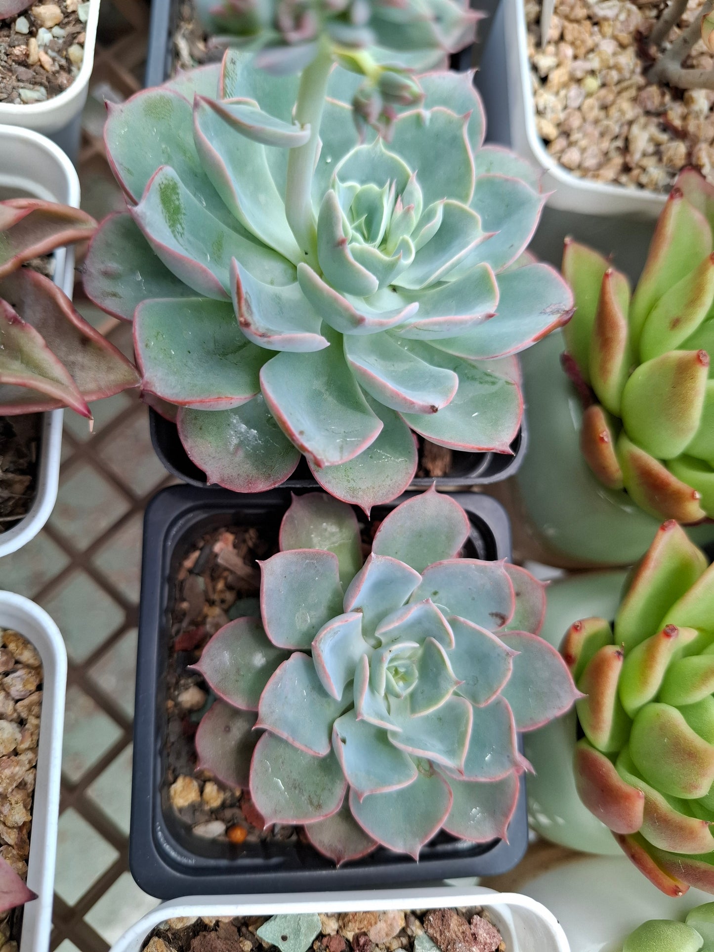 Echeveria Raindrops (young plant) レインドロップ 雨滴 (Claire Shop Australia Succulents