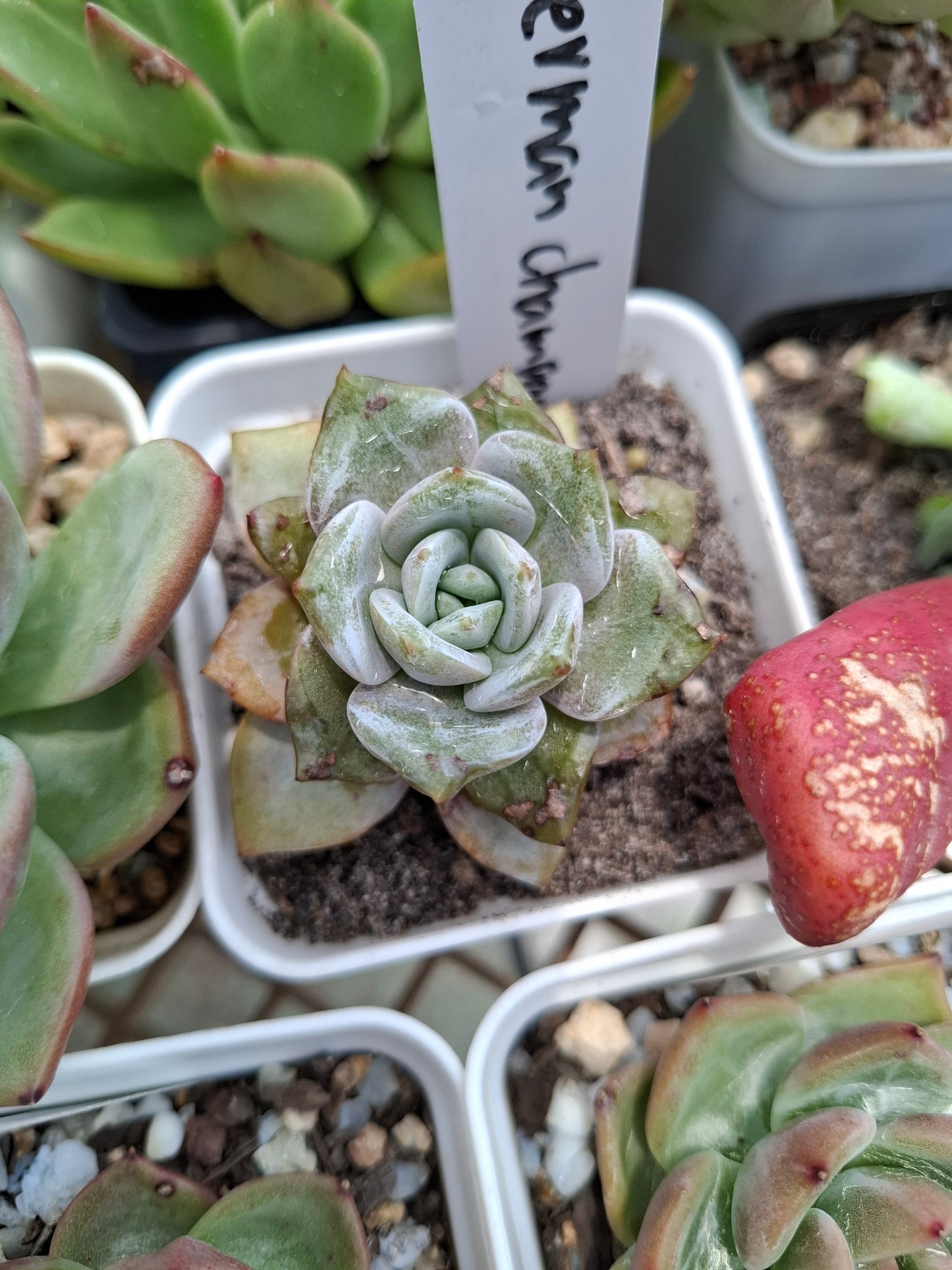 Echeveria German Champagne シャンペーン 德國香檳 Claire Shop Australia Succulents