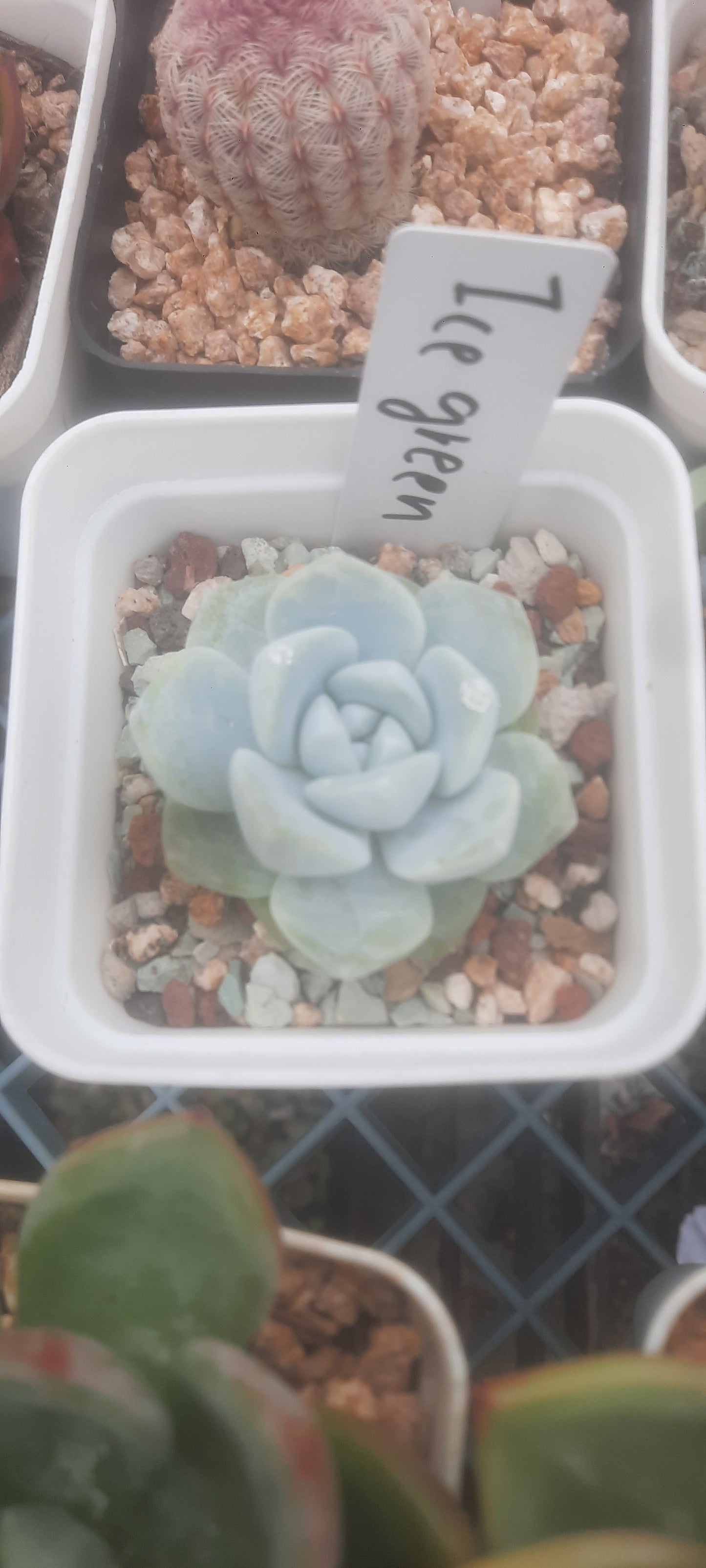 Echeveria Ice green 冰玉 (Claire Shop Australia Succulents)