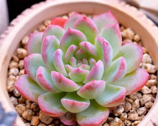 Echeveria SASA QUEEN 莎莎女王 Claire Shop Australis Succulents