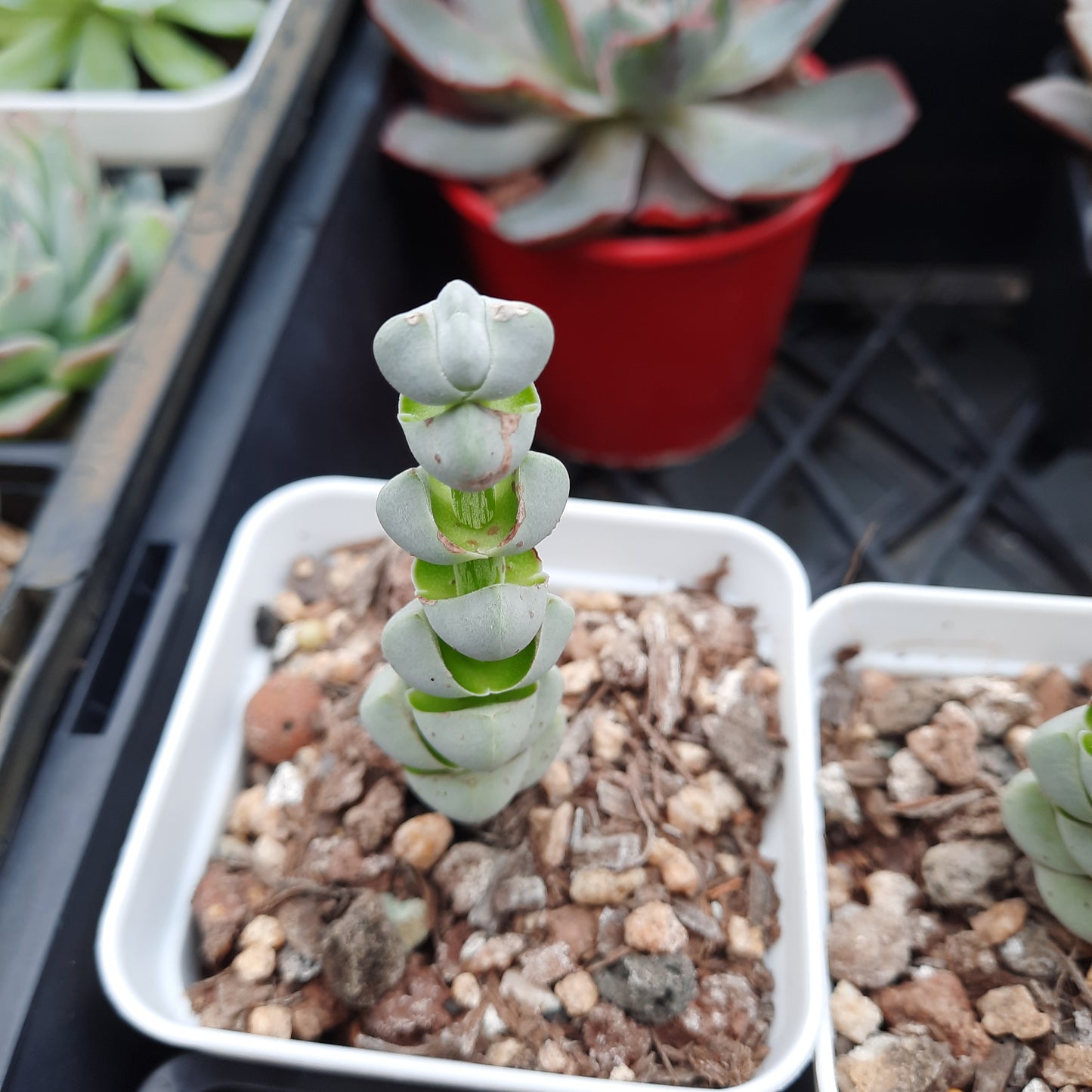 Crassula arta 竜宮城 玉雉兒 (claire shop Succulents)