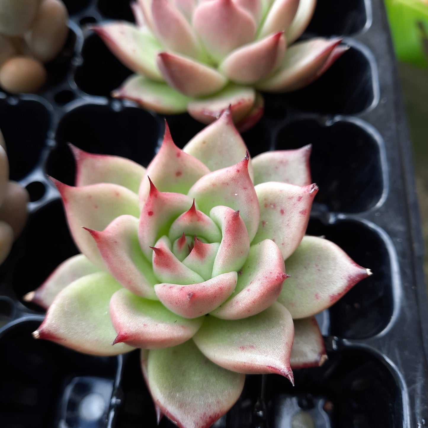 Echeveria Lovely Q 萌Q里 Claire Shop Australis Succulents