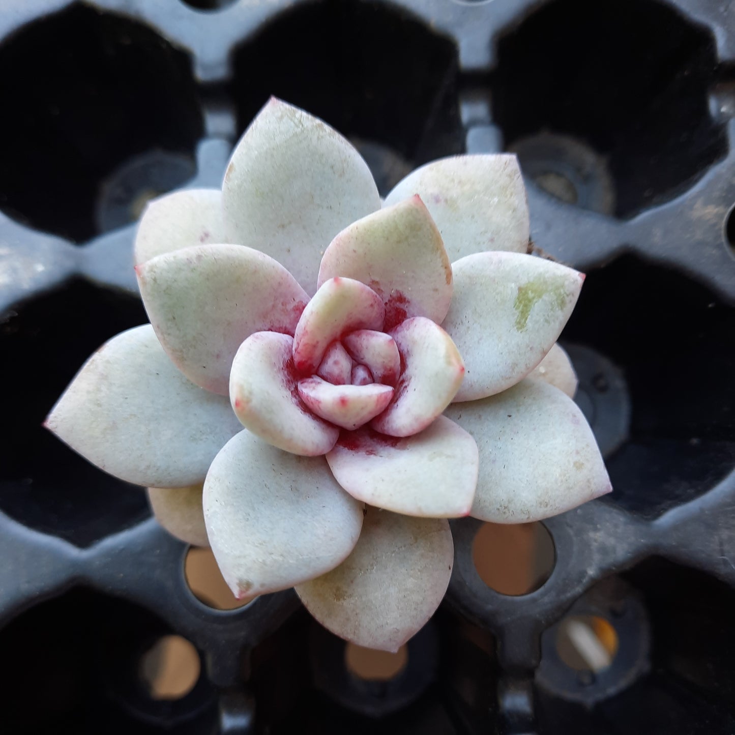 Echeveria German Champagne シャンペーン 德國香檳 Claire Shop Australia Succulents