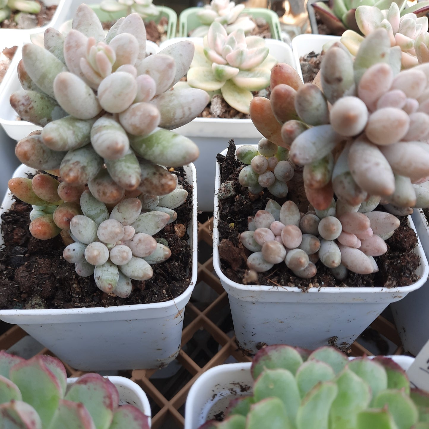 Pachyveria baby finger
 フィンガーベイビー 嬰兒手指 Claire Shop Australis Succulents