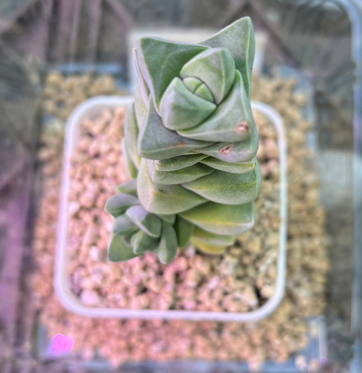 Crassula Moonglow クラッスラ属 紀之川 Claire Shop Australia Succulents