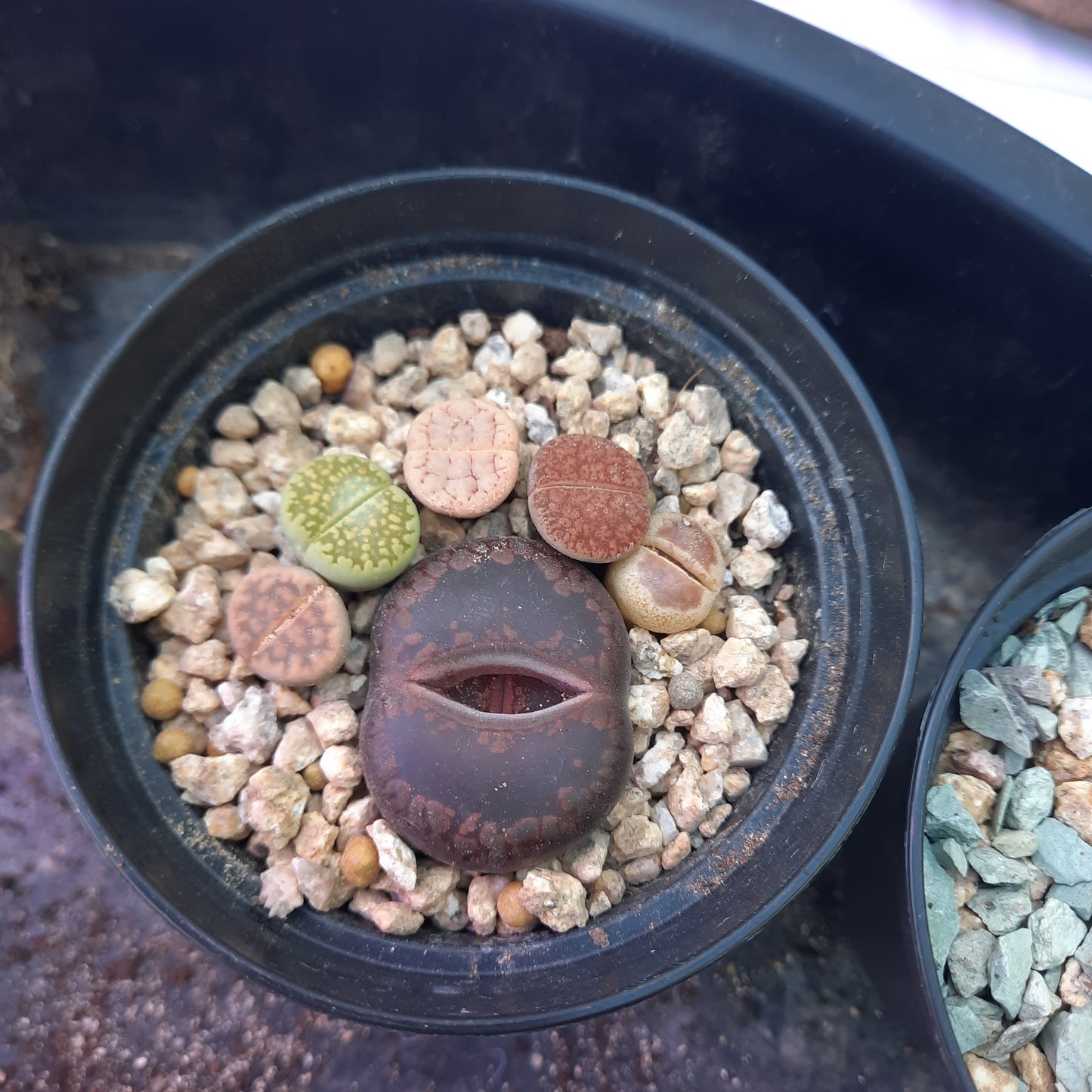 Lithops Random 5-8 plants リトープス (Living Stones) 石頭玉 屁屁 Succulents