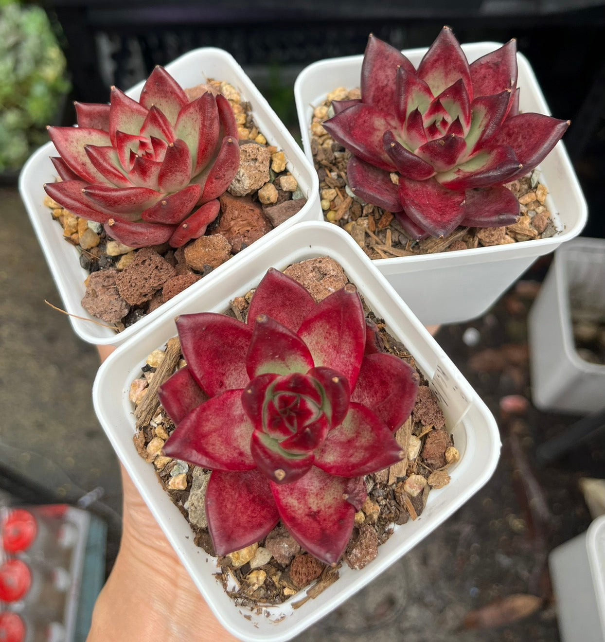 Echeveria Red Knight レッドナイト 紅騎士/紅壇烏木 Claire Shop Australis Succulents