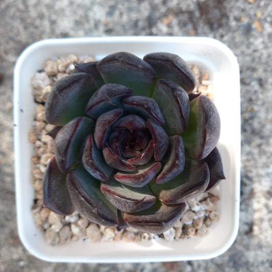 Echeveria Nightfall 夜幕 Claire Shop Succulents