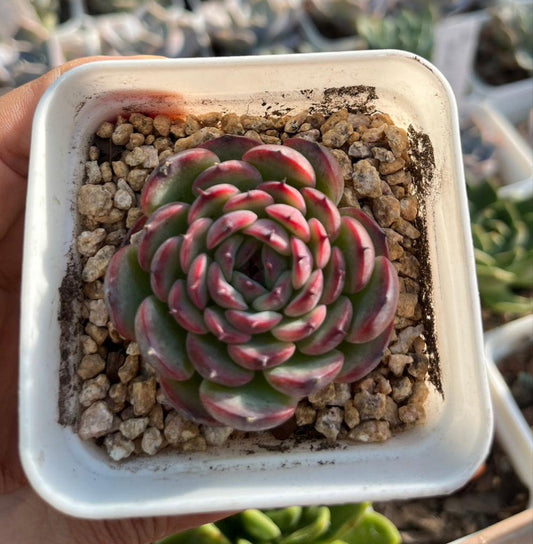 Echeveria Marcel マルセル 瑪塞爾 Claire Shop Australia Succulents