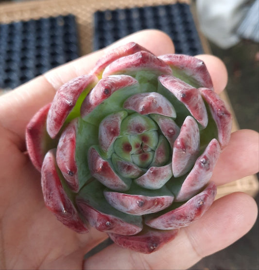 Echeveria Colorata コロラータ 卡羅拉 Claire Shop Australia Succulents