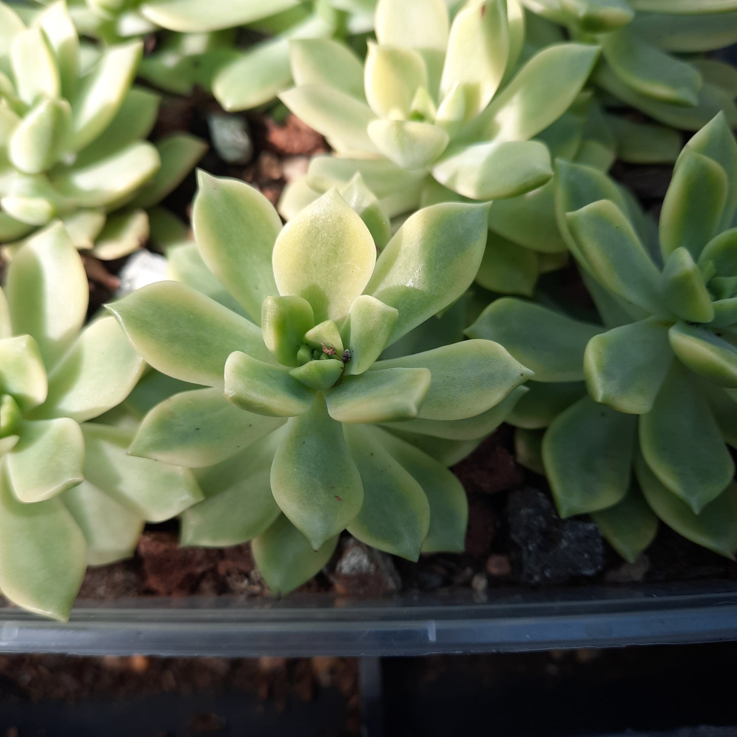 Sedeveria Markus yellow Variegated (small) 마커스백금 馬庫斯錦 Claire Shop Australis Succulent