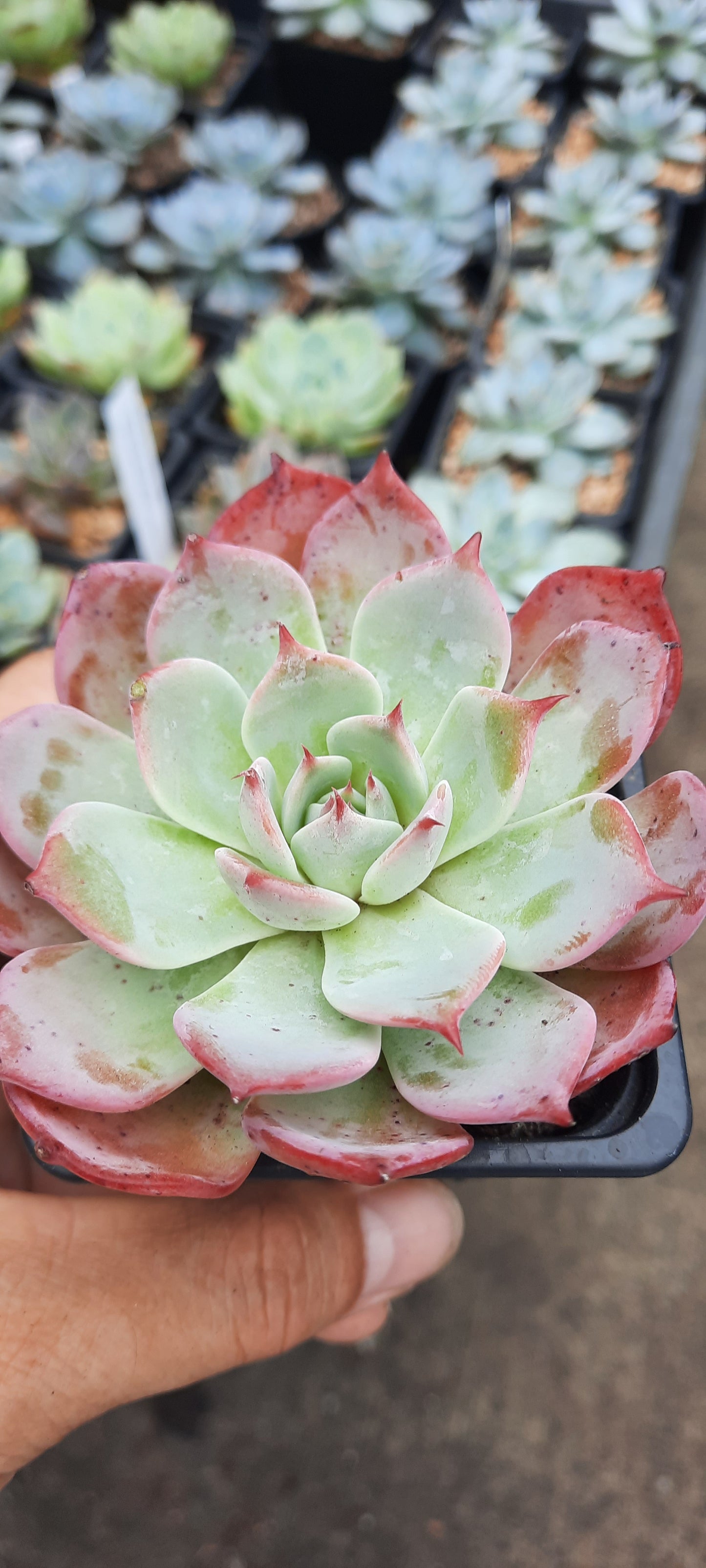 Echeveria Laulensis ラウレンシス 勞倫斯 (Claire Shop succulents)