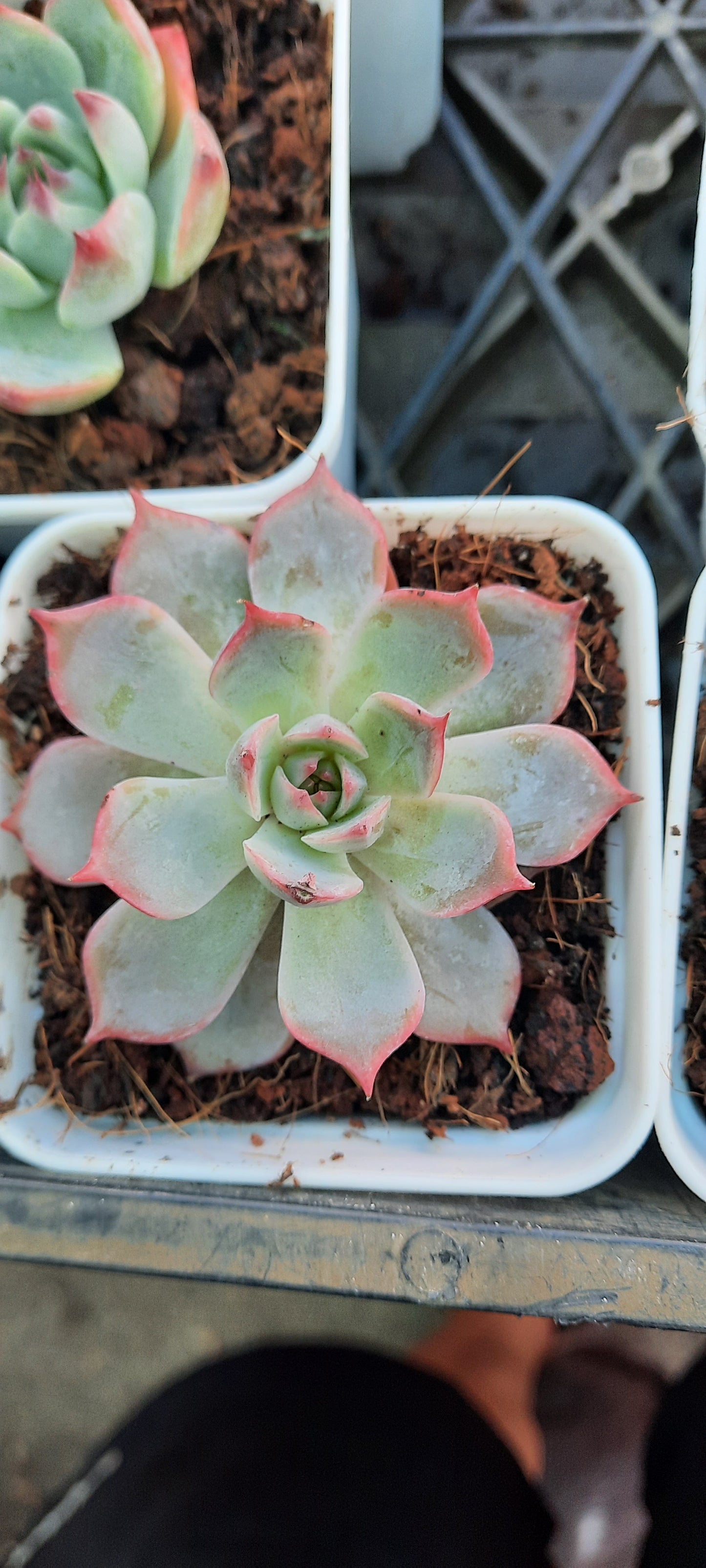 Echeveria Laulensis x Deresina 勞雪 (Claire Shop Australis Succulents