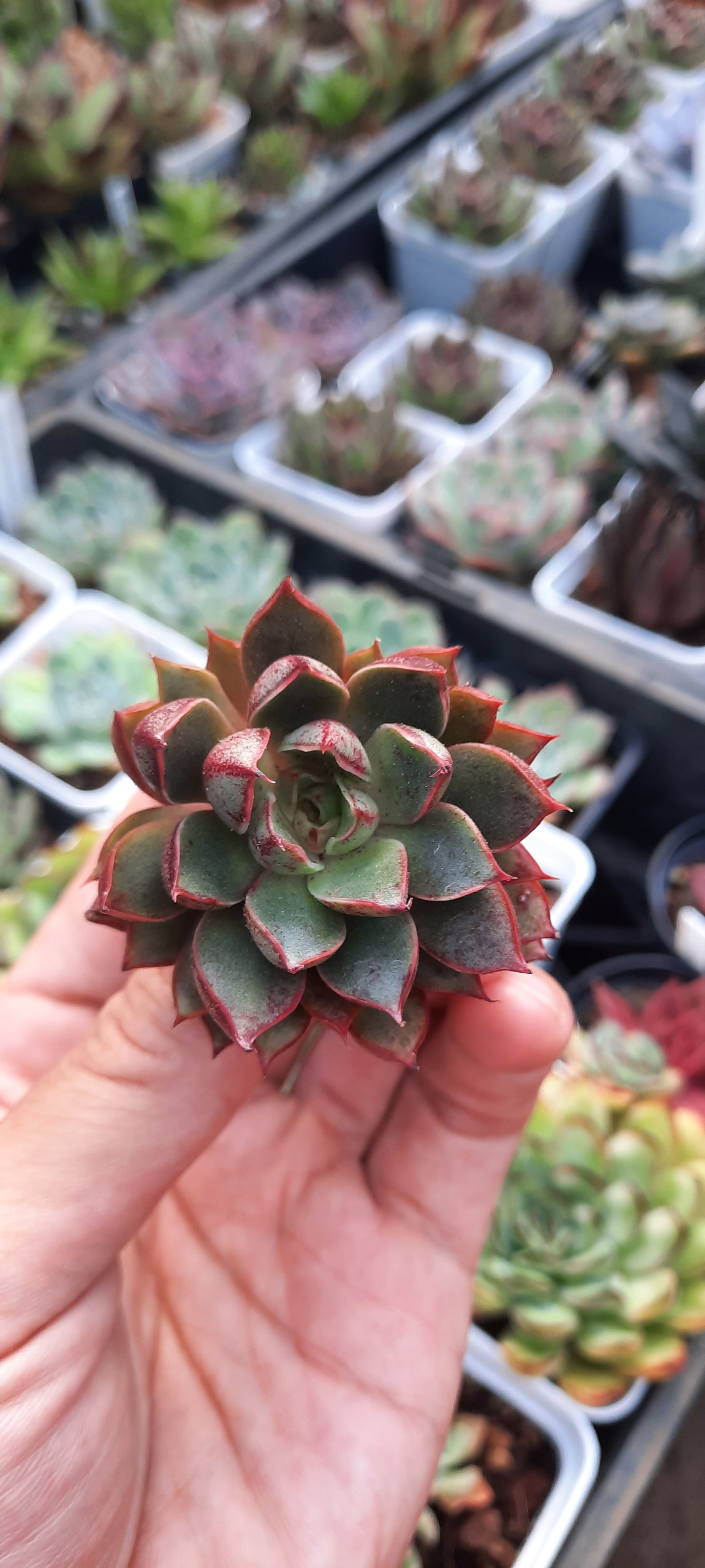 Echeveria Cats Eye 貓眼石 (Claire Shop Succulents