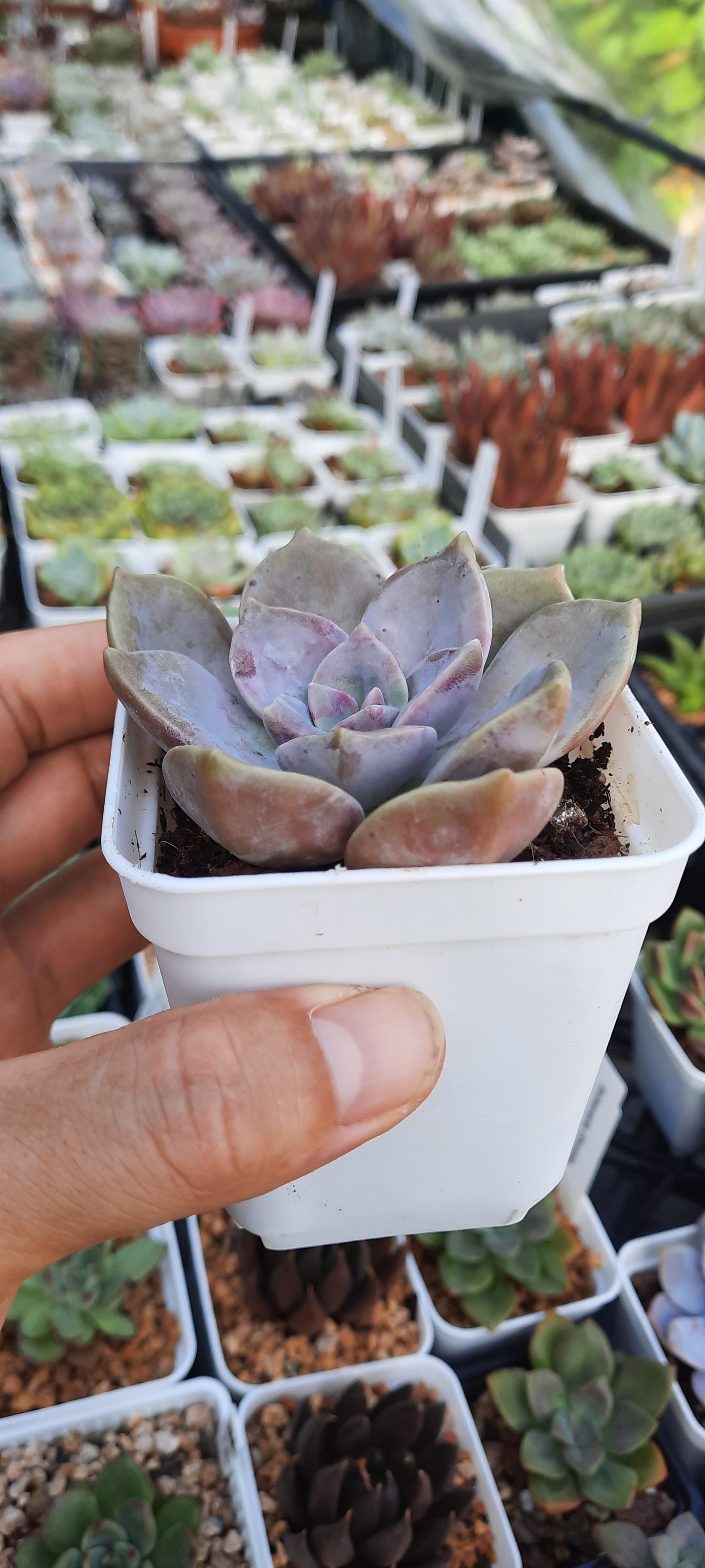 Sale。Graptoveria purple delight パープルディライト 紫樂(Claire Shop Australia Succulents)