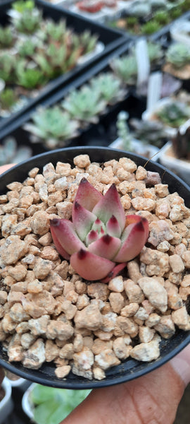 Echeveria Honey pink  ハニーピンク 紅顏密語 (Claire Shop Australis Succulents