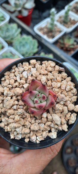 Echeveria Honey pink  ハニーピンク 紅顏密語 (Claire Shop Australis Succulents