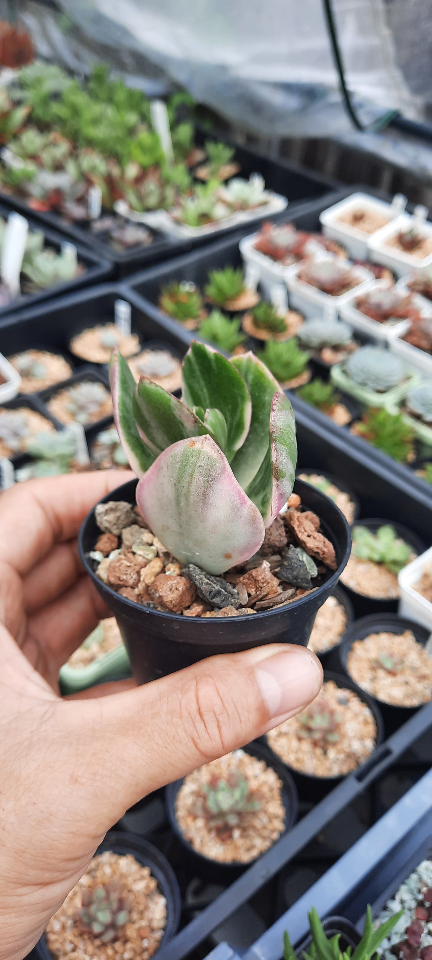 Crassula ovata variegata (Hummel's Sunset) (small Roots)哈爾默日落 (Claire Shop Australia Succulents)