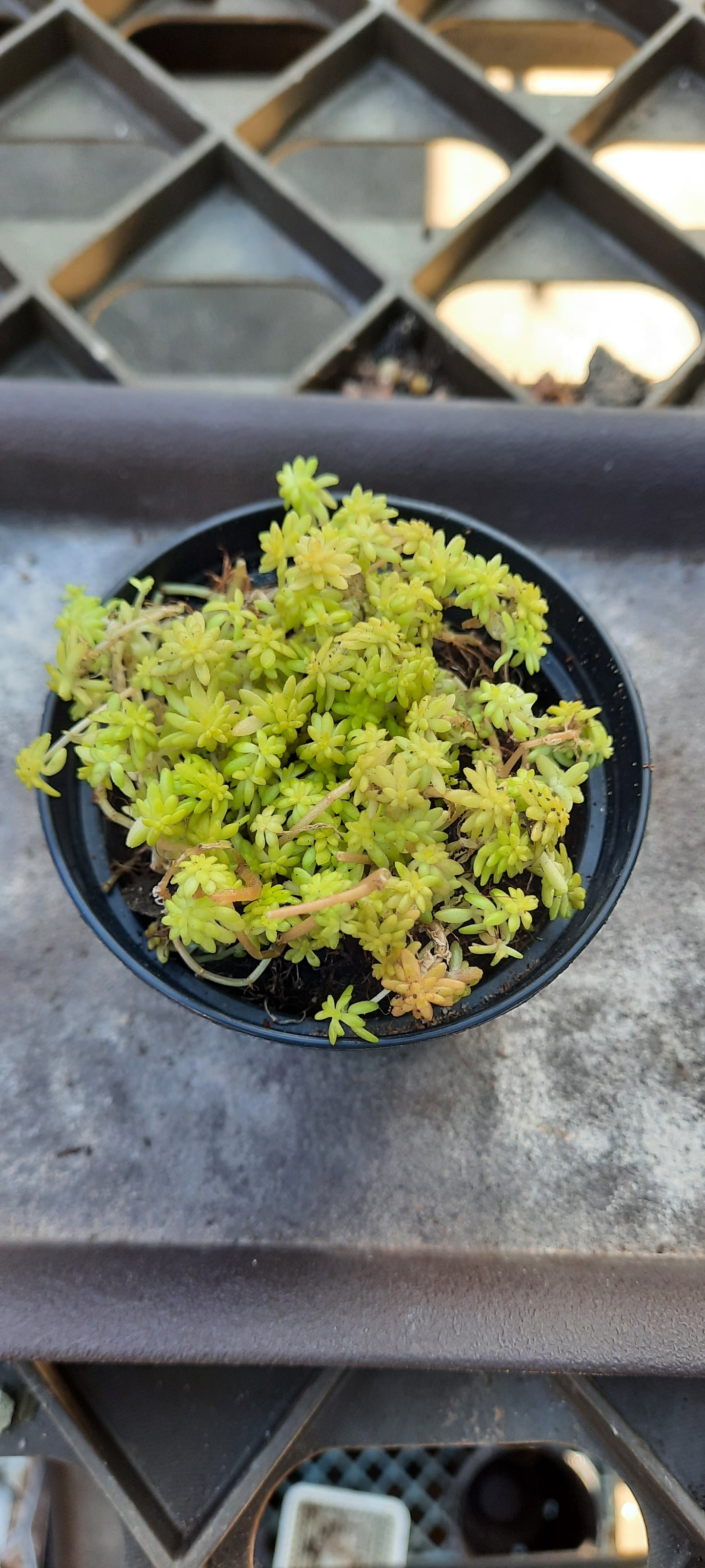 Sedum Tokyo Sun メノマンネングサ 黃金萬年草 Claire Shop Australia Succulents