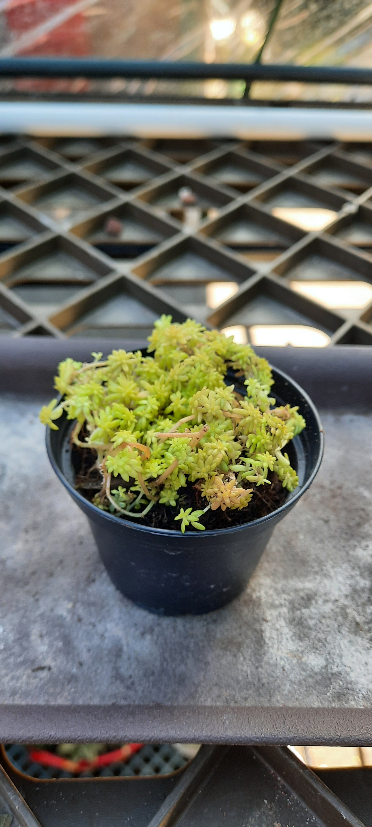 Sedum Tokyo Sun メノマンネングサ 黃金萬年草 Claire Shop Australia Succulents