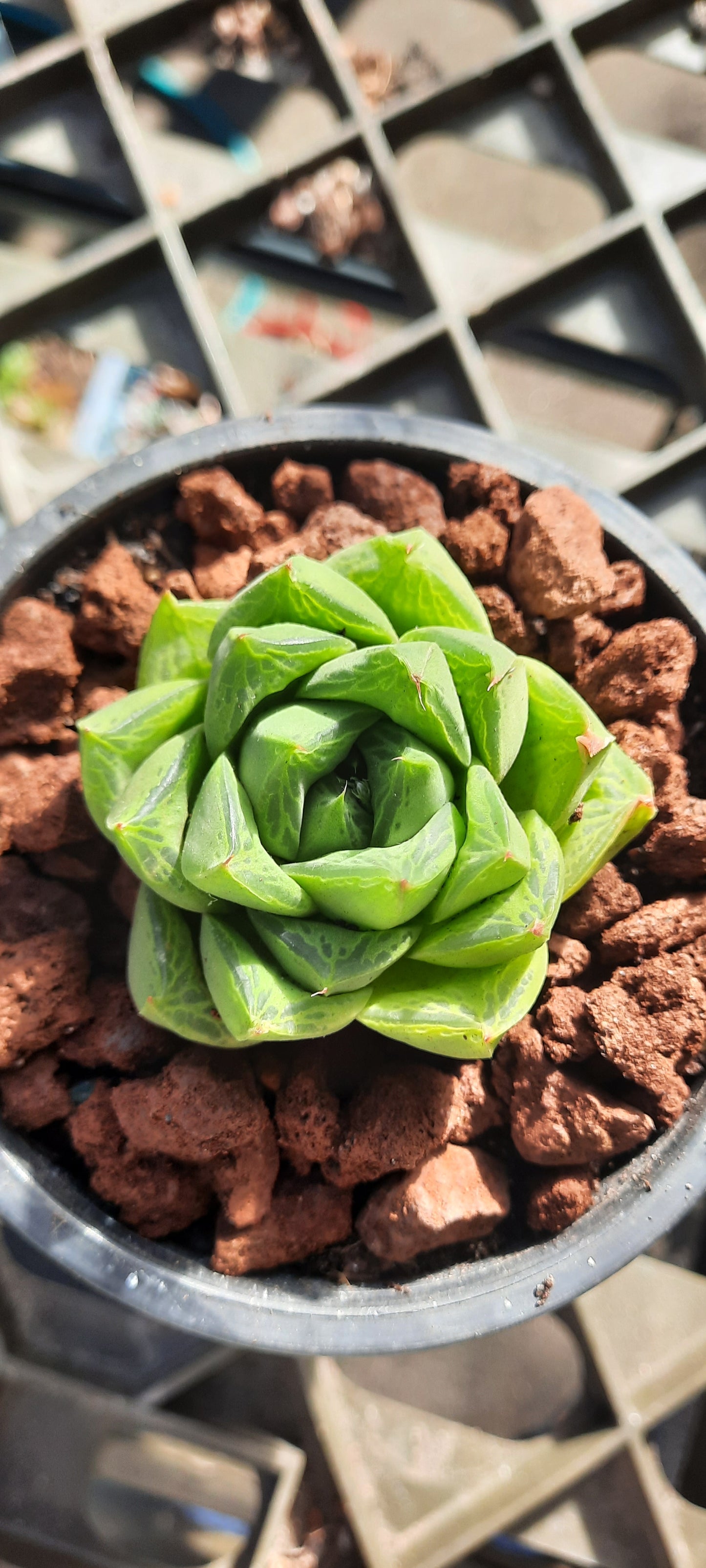 Haworthia Cuspidata ‘Star Window Plant’ 寶之壽 Claire Shop Australia Succulents