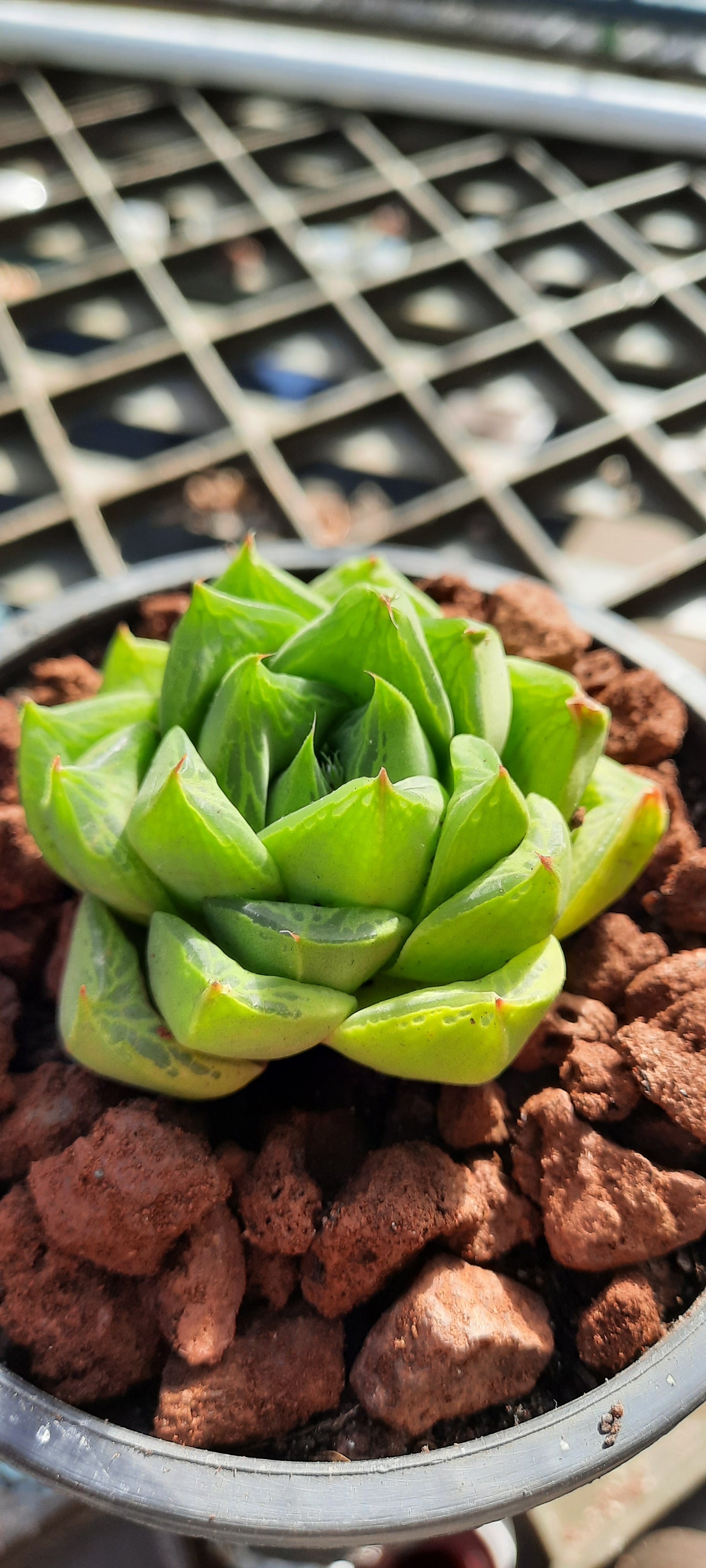 Haworthia Cuspidata ‘Star Window Plant’ 寶之壽 Claire Shop Australia Succulents