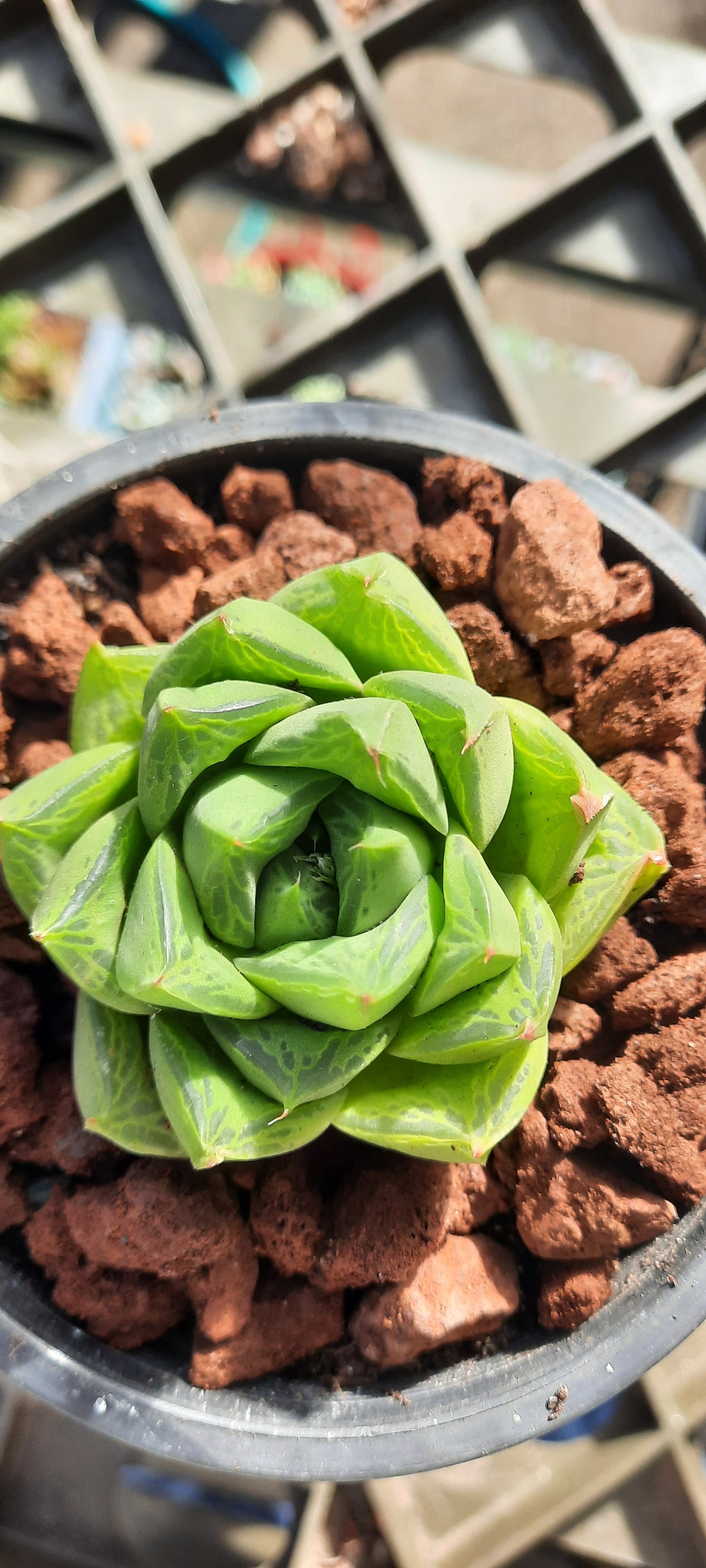 Haworthia Cuspidata ‘Star Window Plant’ 寶之壽 Claire Shop Australia Succulents