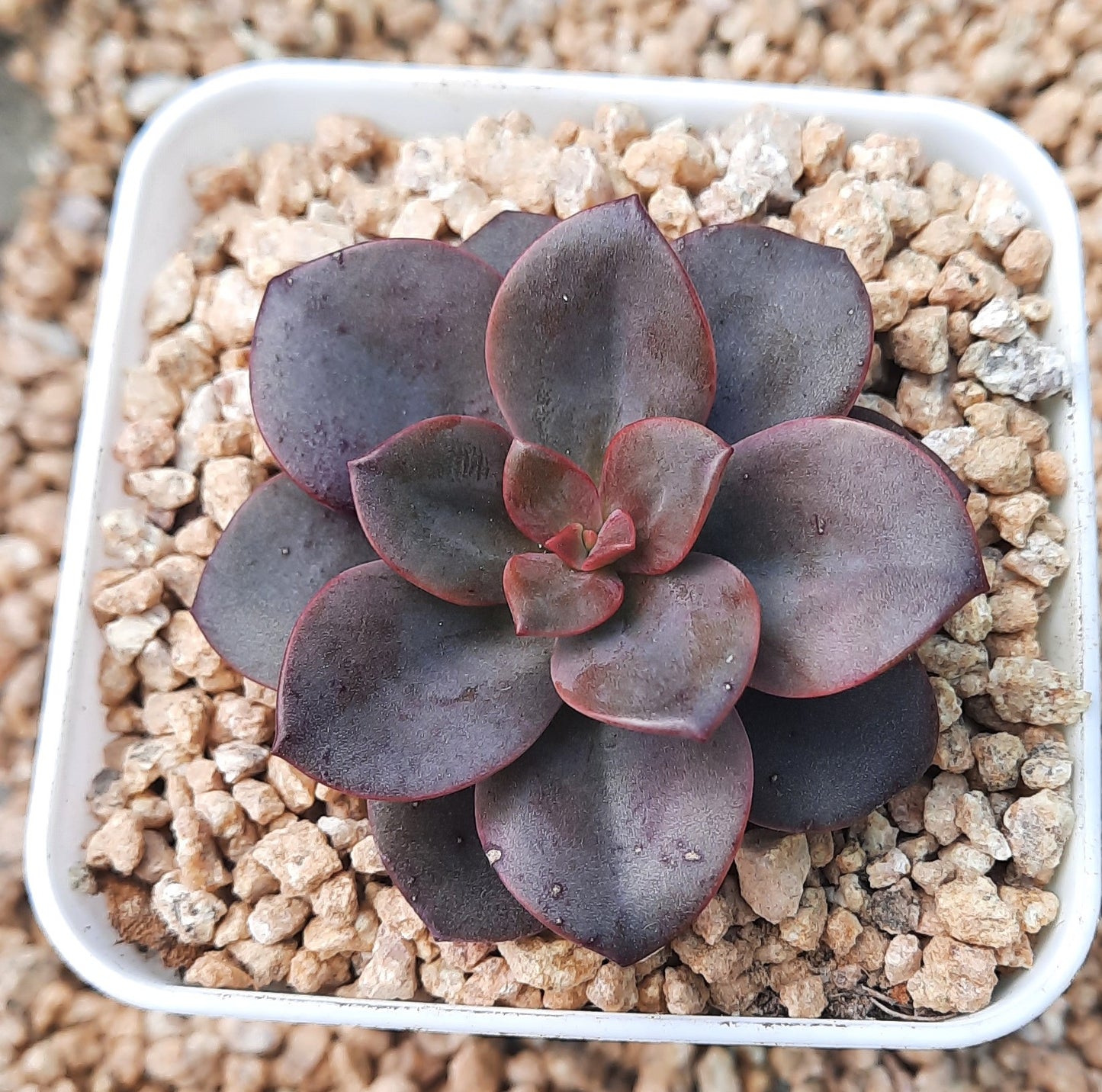 Echeveria Chroma 油彩蓮 クロマ Claire Shop Australia Succulent