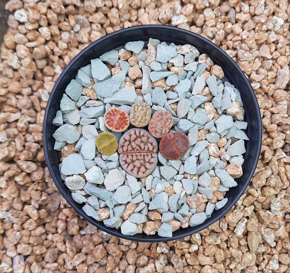 Lithops Random 5-8 plants リトープス (Living Stones) 石頭玉 屁屁 Succulents