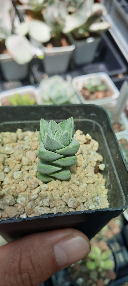 Crassula Moonglow クラッスラ属 紀之川 Claire Shop Australia Succulents