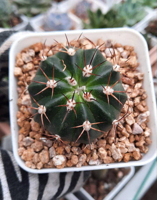 Sale。Cactus, MELOCACTUS AMOENUS 層雲 (Claire＆cactus