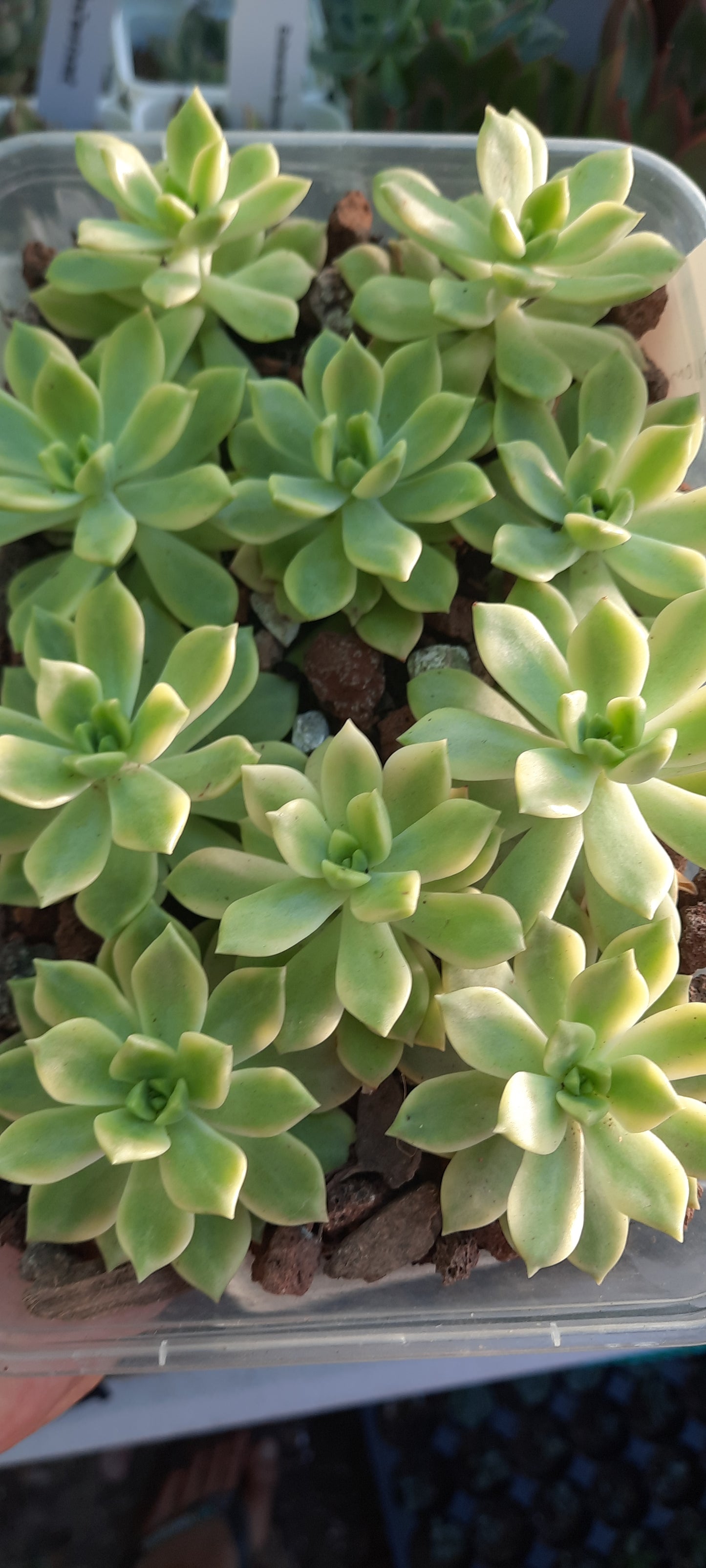 Sedeveria Markus yellow Variegated (small) 마커스백금 馬庫斯錦 Claire Shop Australis Succulent