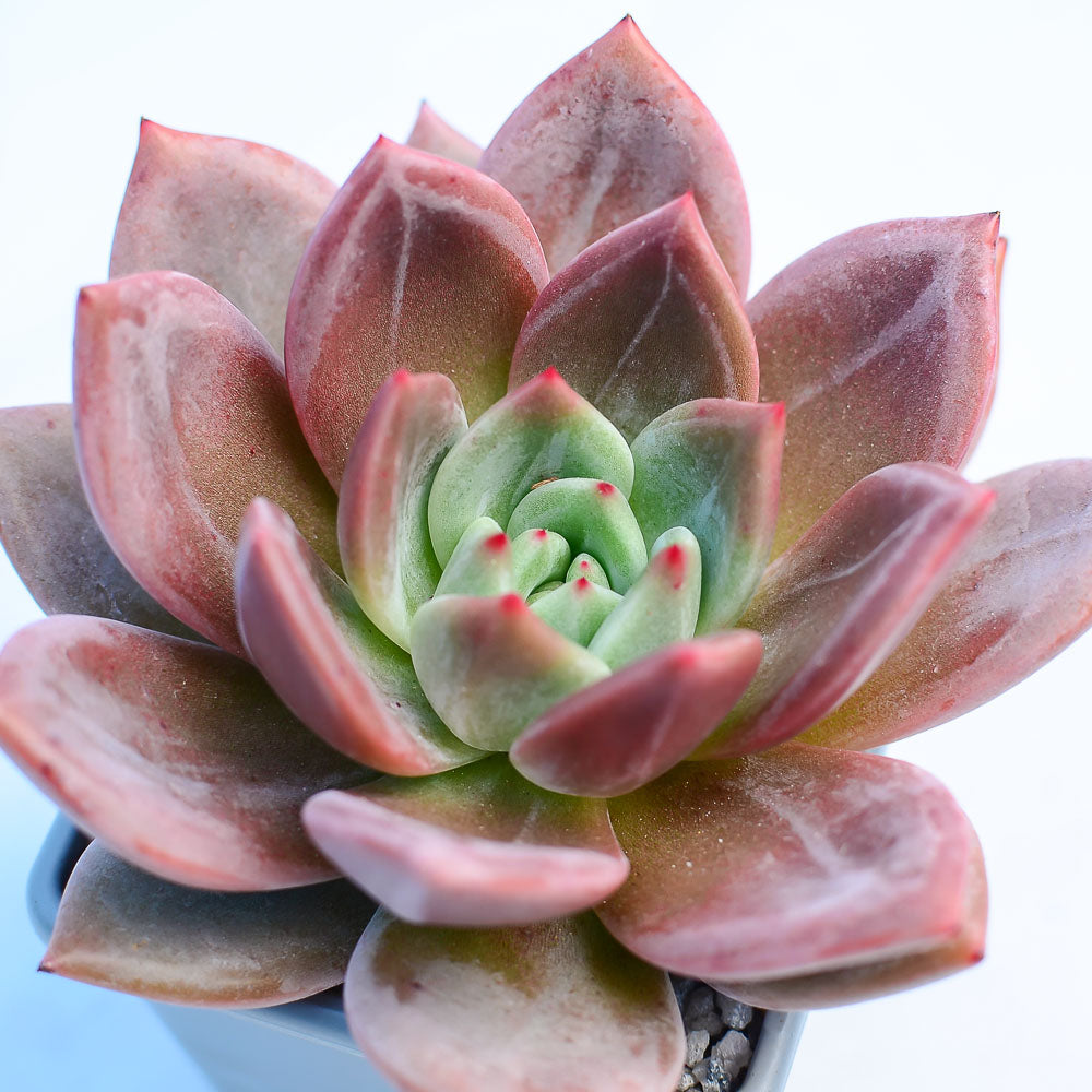 Echeveria pink Champagne 粉香 Claire Shop Australis Succulents