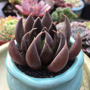 Echeveria Black Knight ブラックナイト 黑騎士(古紫)Succulents