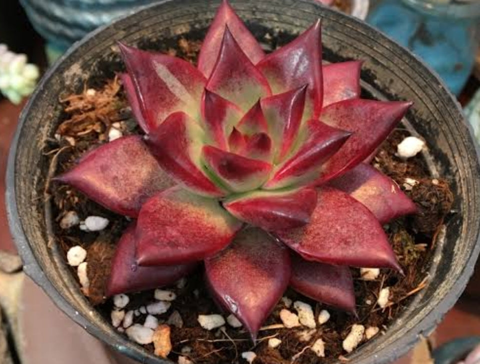 Echeveria Red Knight レッドナイト 紅騎士/紅壇烏木 Claire Shop Australis Succulents