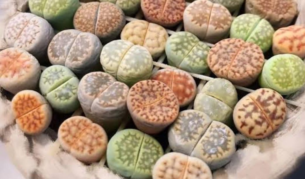 Lithops Random 5-8 plants リトープス (Living Stones) 石頭玉 屁屁 Succulents