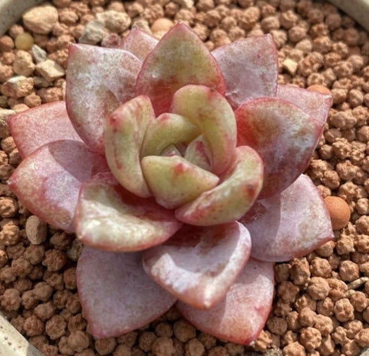 Echeveria German Champagne シャンペーン 德國香檳 Claire Shop Australia Succulents