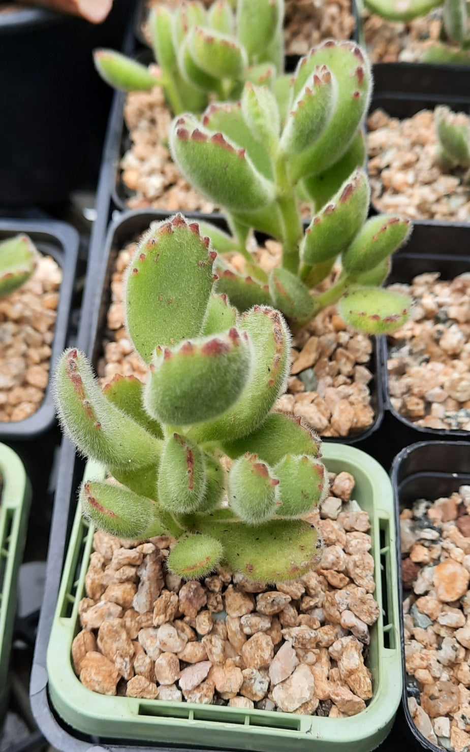 Cotyledon Tomentosa - Bears Paw Yellow Variegated 黃熊 Succulents