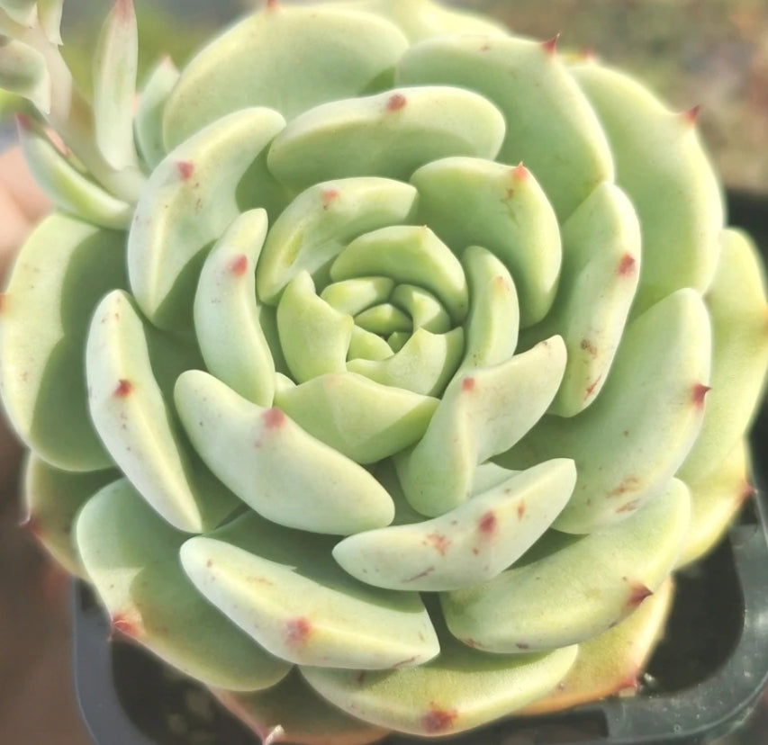 Echeveria Bella Donna ベラドナ 貝拉多娜 Claire Shop Australia Succulents ...