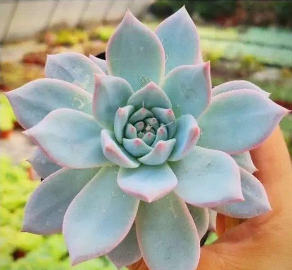 Echeveria Blue Bird 粉藍鳥 ブルーバード  Succulents