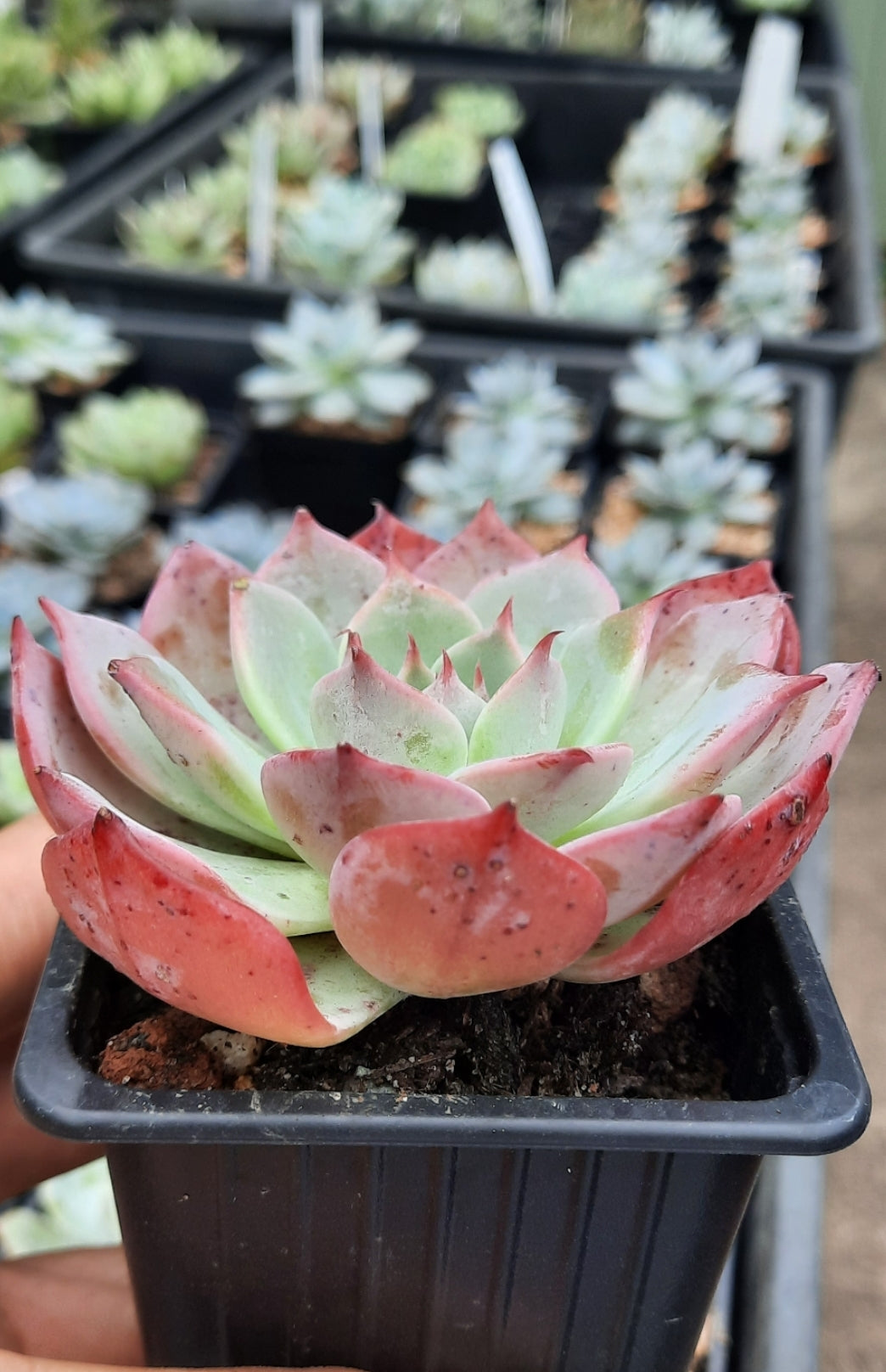 Echeveria Laulensis ラウレンシス 勞倫斯 (Claire Shop succulents)