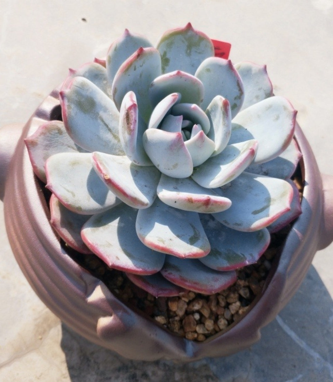 Echeveria Laulensis x Deresina 勞雪 (Claire Shop Australis Succulents