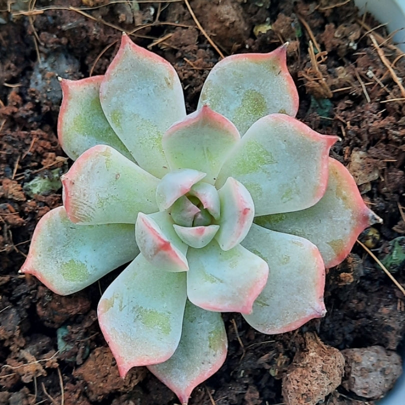 Echeveria Laulensis x Deresina 勞雪 (Claire Shop Australis Succulents