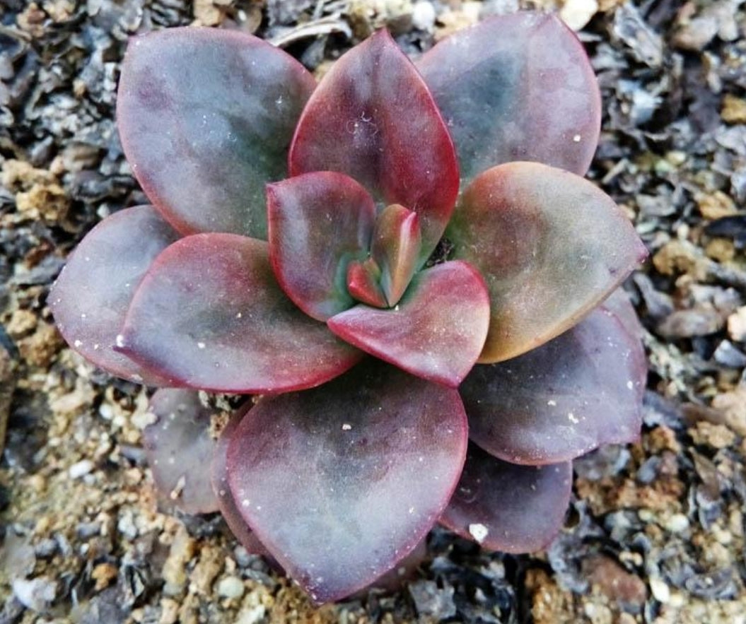 Echeveria Chroma 油彩蓮 クロマ Claire Shop Australia Succulent