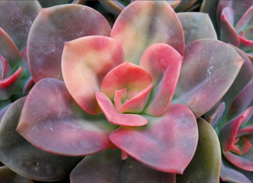 Echeveria Chroma 油彩蓮 クロマ Claire Shop Australia Succulent