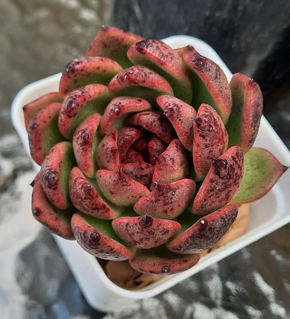 Echeveria Bloody Maria ブラッドマリア 血斑瑪麗 Claire Shop Australia Succulents